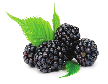 Black Raspberry