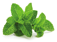 Spearmint